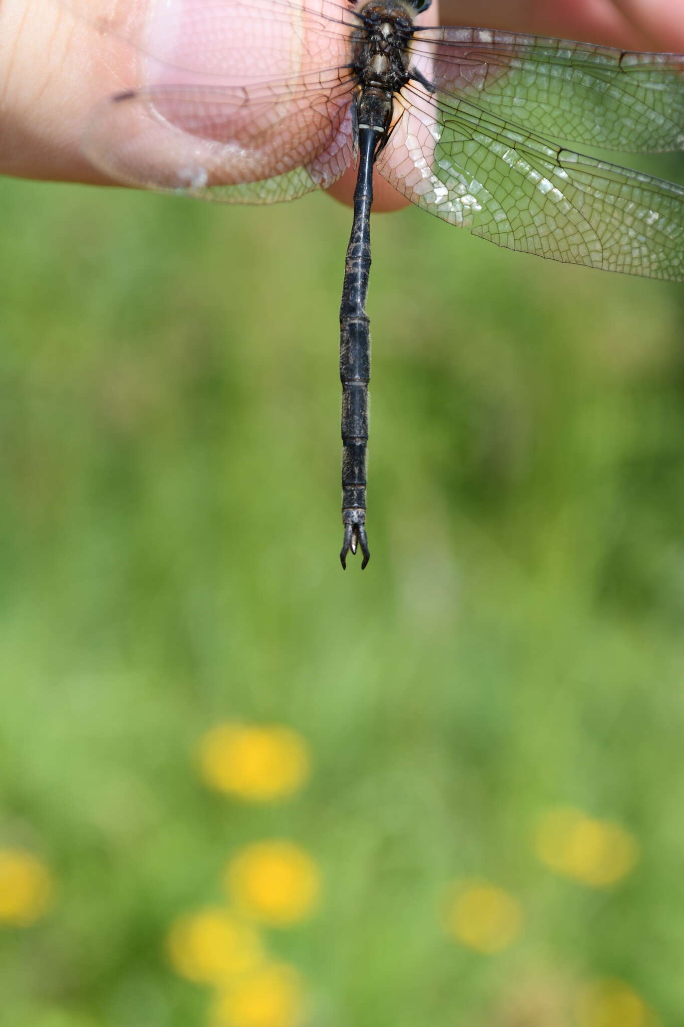 Image of Forcipate Emerald