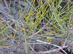 صورة Genista polyanthos Willk.