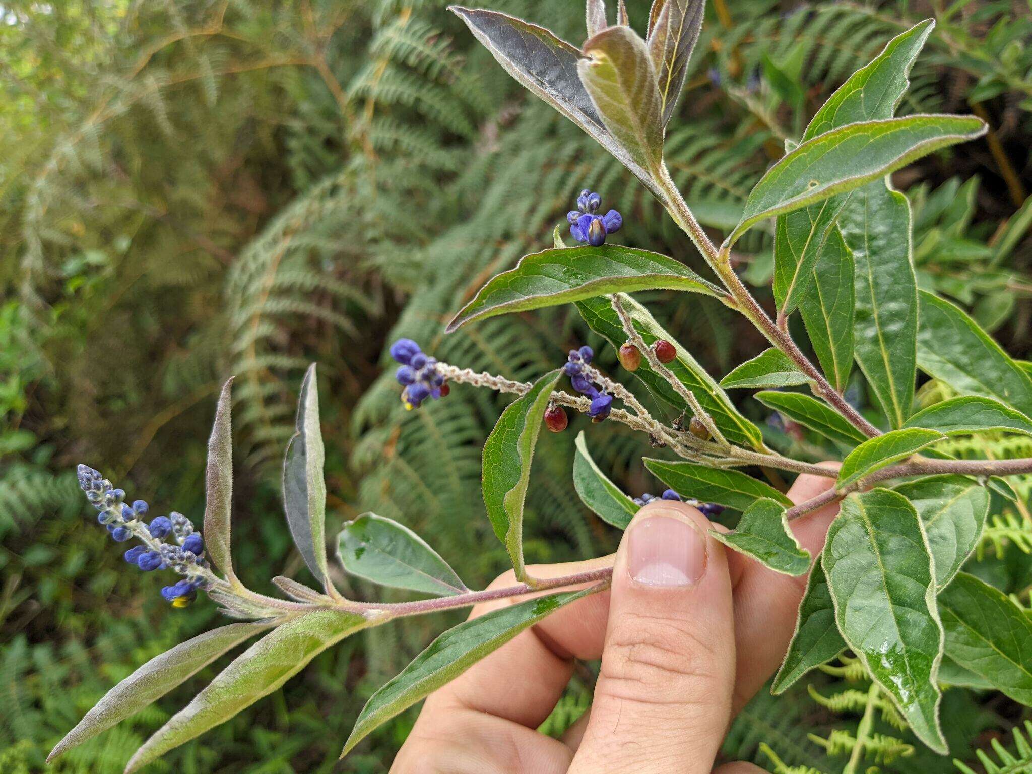 Image of Monnina santamartensis Ferreyra