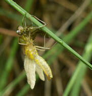 Image of black darter