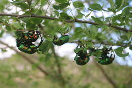 Imagem de Chrysophora chrysochlora (Latreille 1812)