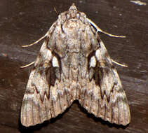 Image of Yellow-banded Underwing