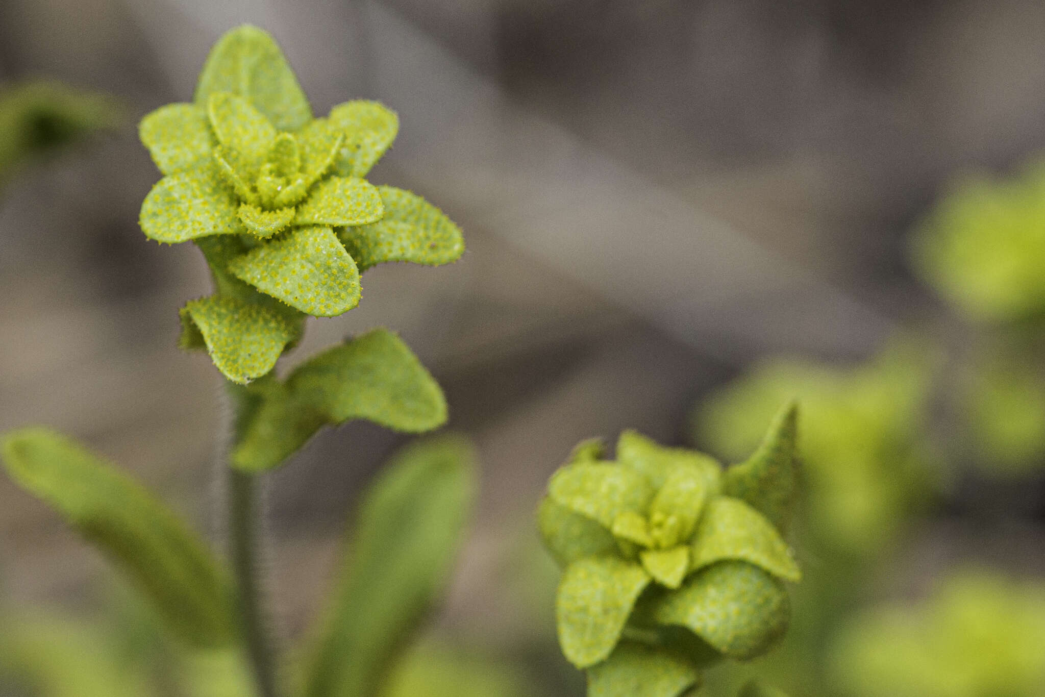 Image of Fendler's rockcress