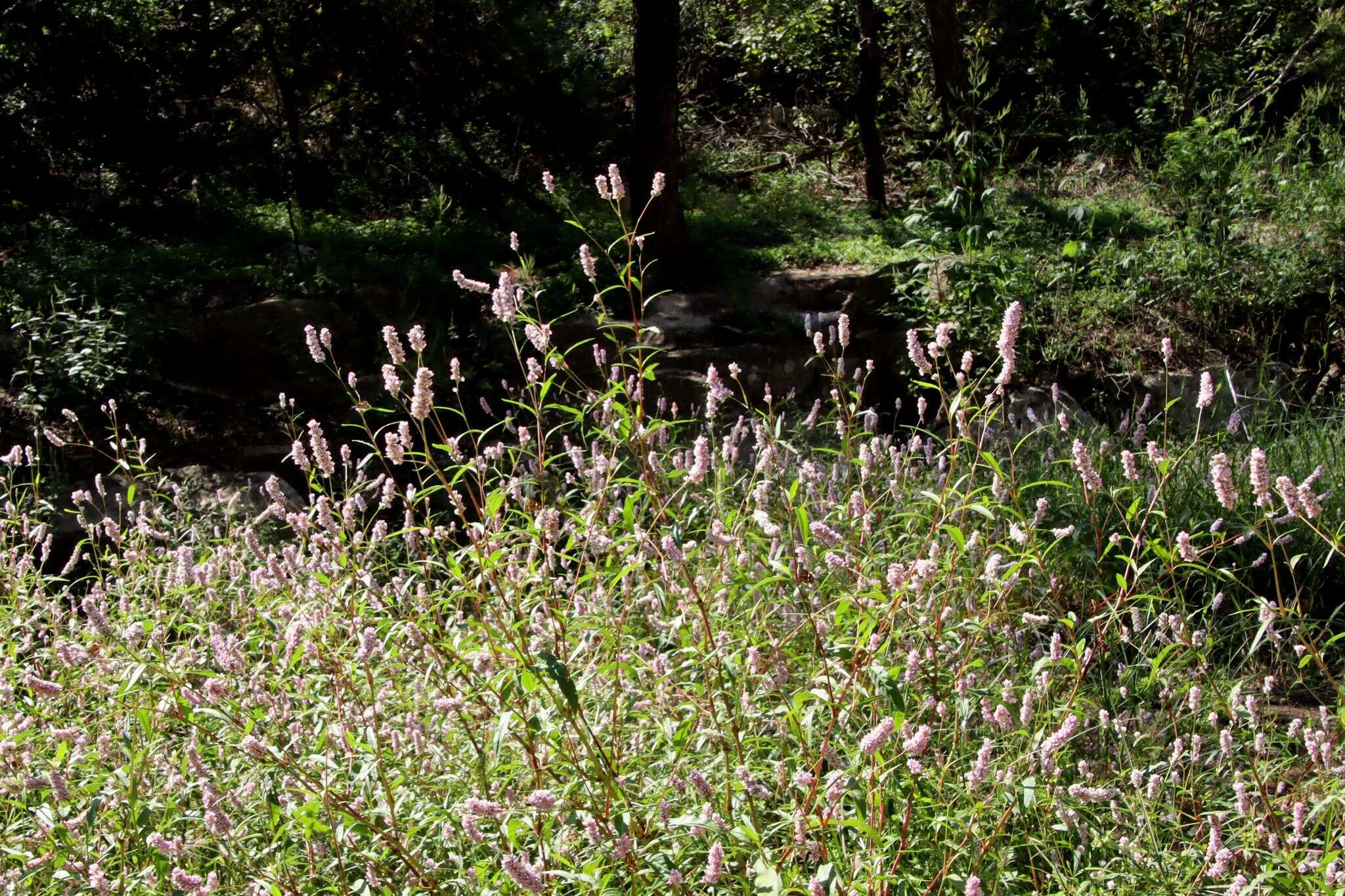 Image of Pink Knotweed