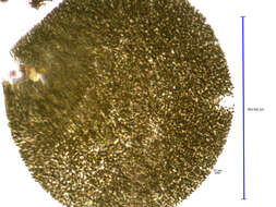 Image de Microcystis flos-aquae