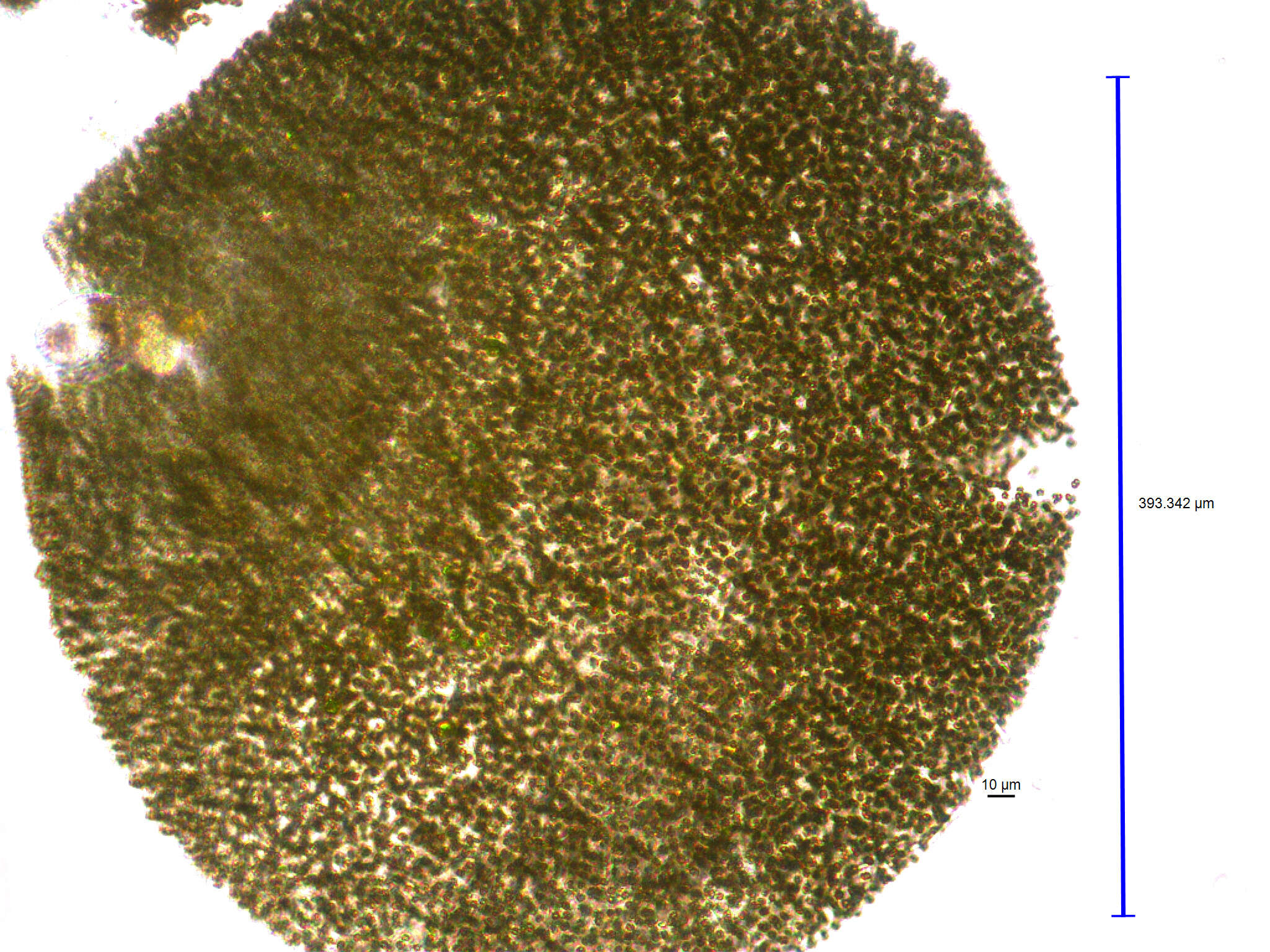 Image de Microcystis flos-aquae