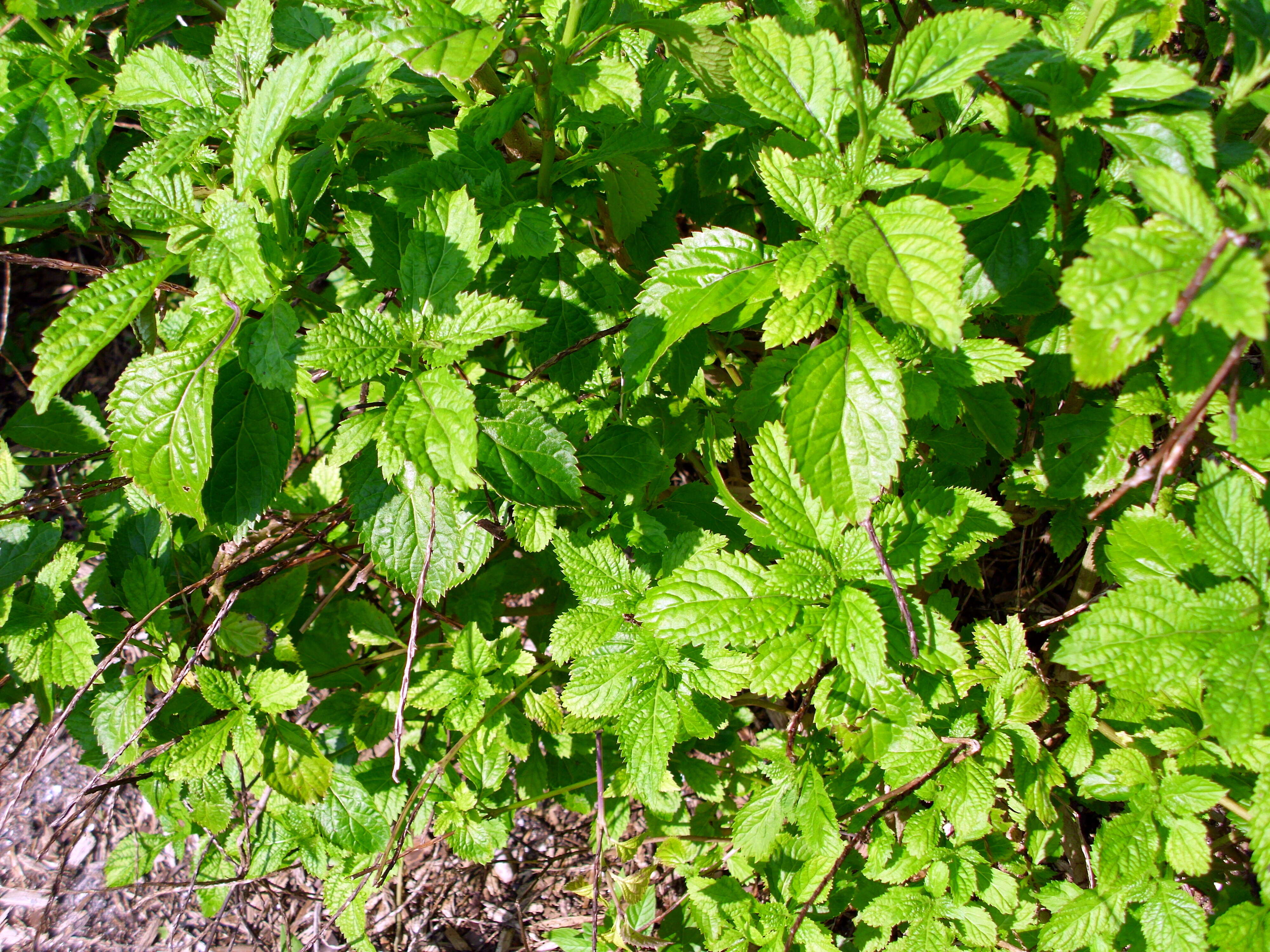 Image of light-blue snakeweed