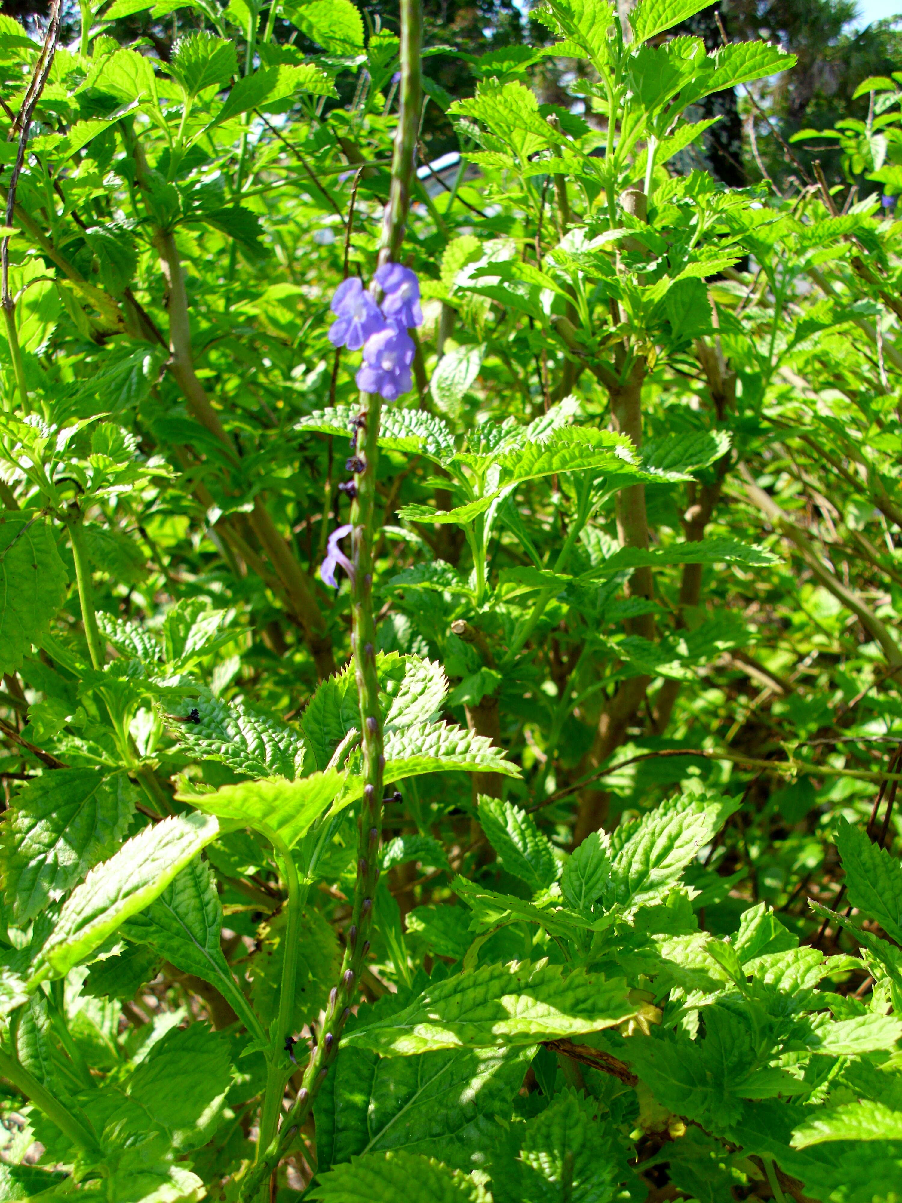 Image of light-blue snakeweed