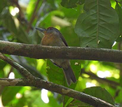 Image of Gray-cheeked Nunlet