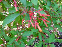 Asclepias curassavica L. resmi