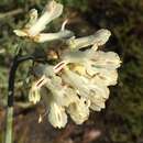 Image of yellow bleeding heart