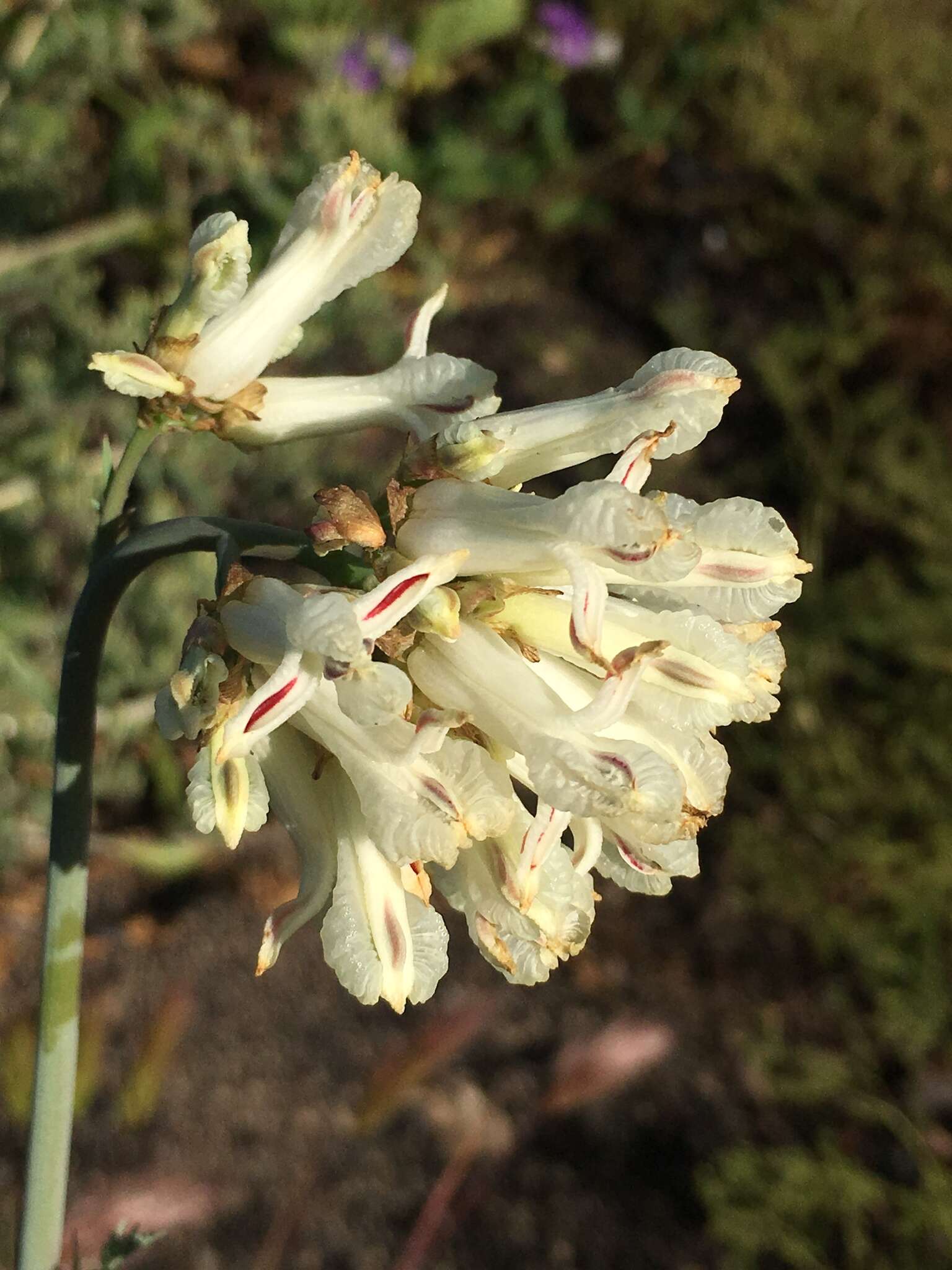 Image of yellow bleeding heart