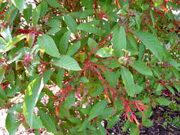 Image de Asclepias curassavica L.