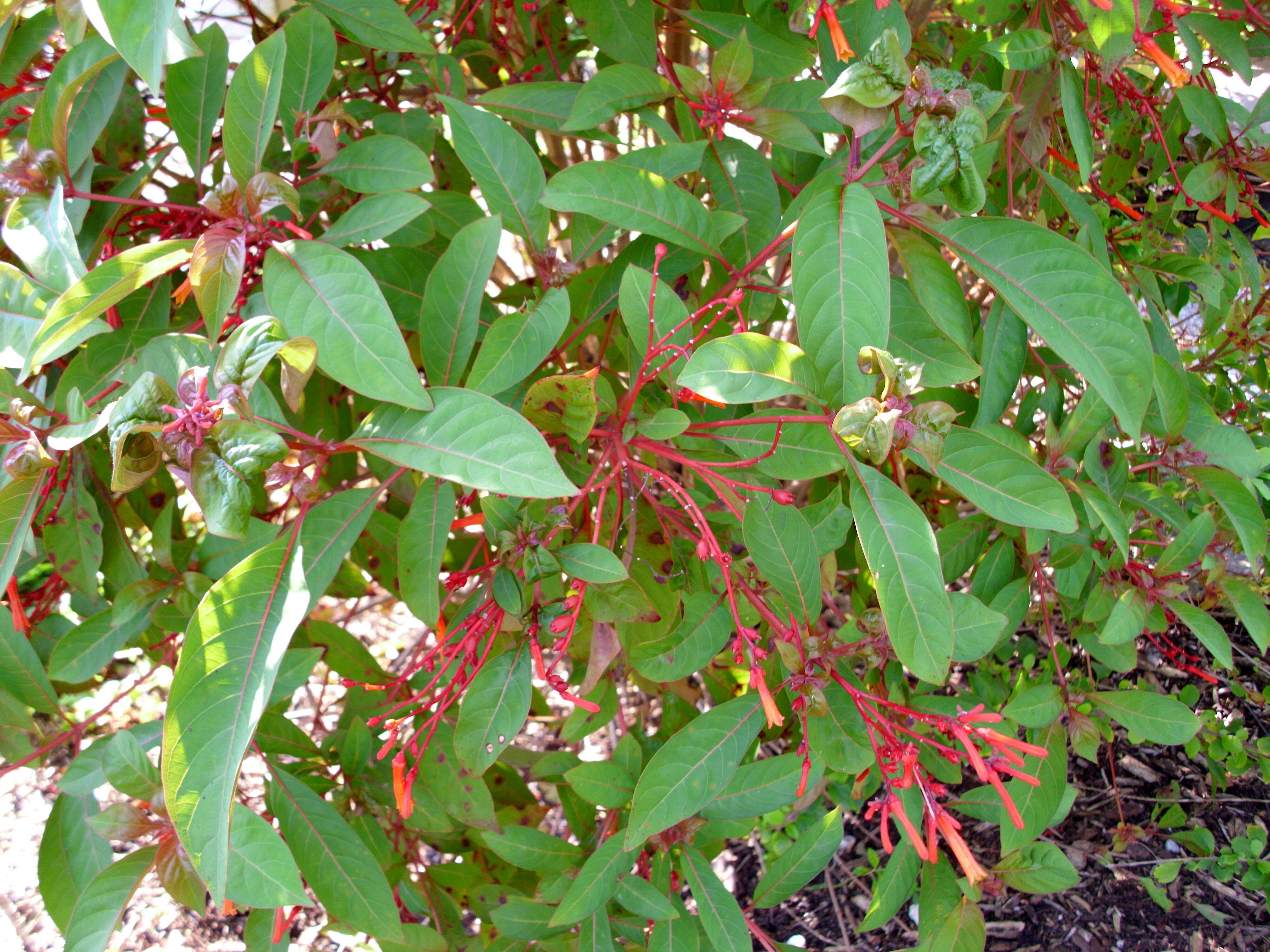 Image de Asclepias curassavica L.