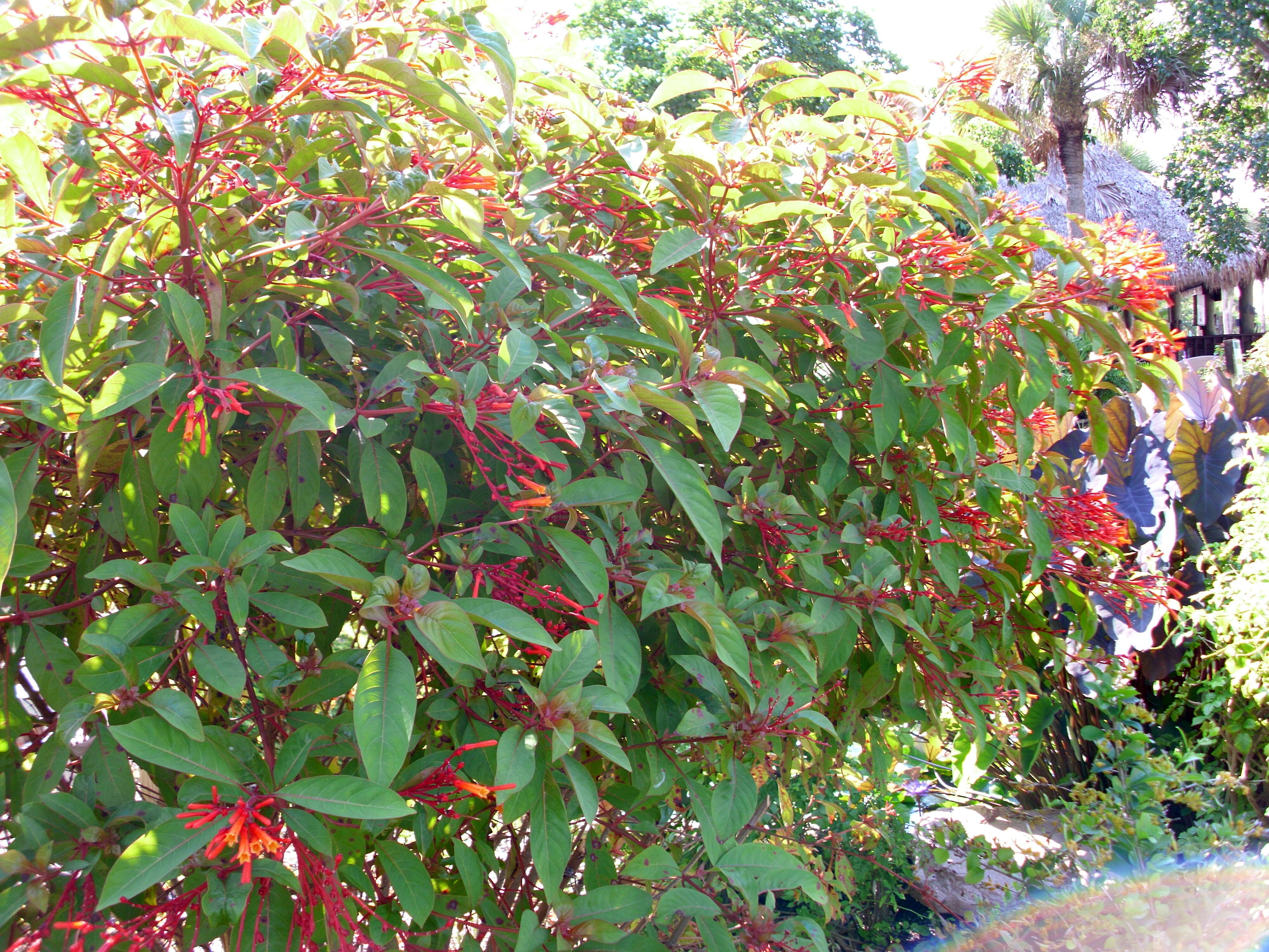 Asclepias curassavica L. resmi