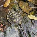 Image of Enigmatic leaf turtle