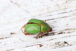 Image of Beetle