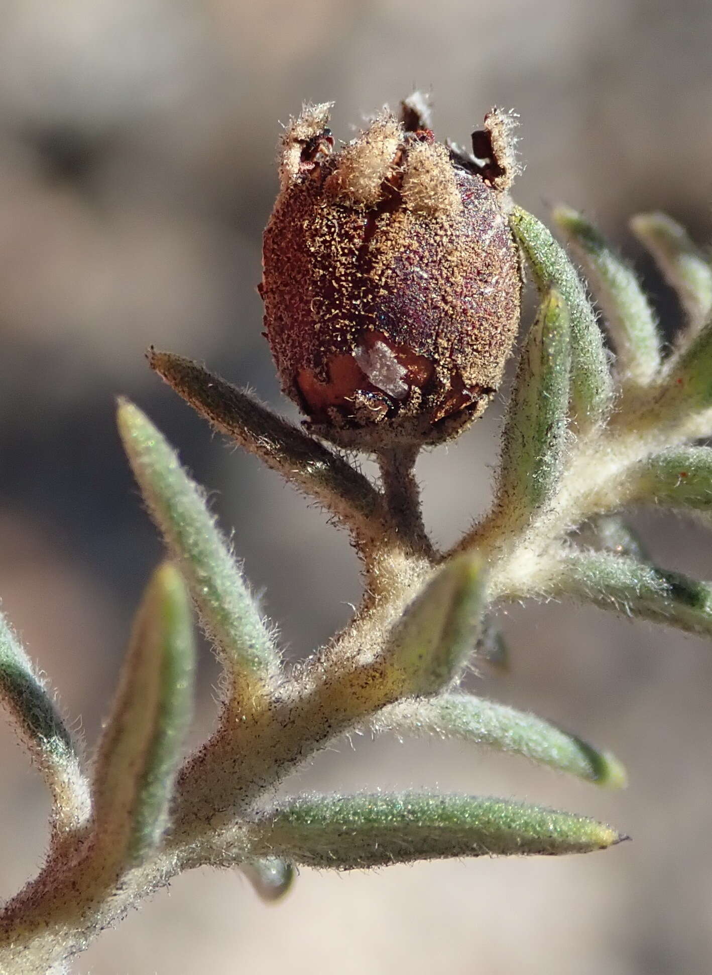 Image of Phylica axillaris var. pulchra Pillans