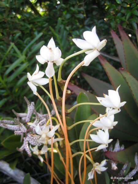 Image de Aerangis ellisii (B. S. Williams) Schltr.