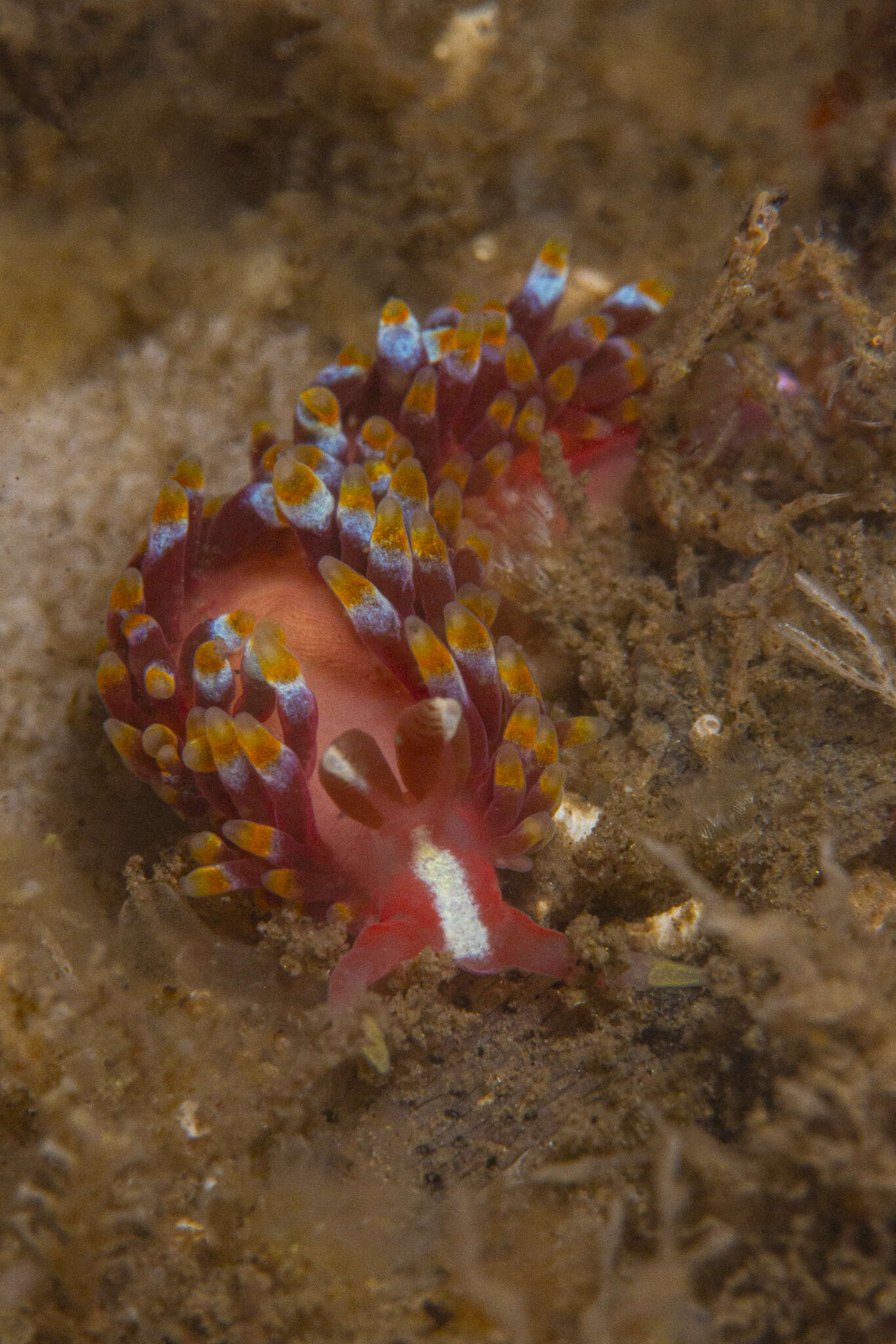 Image of Babakinidae Roller 1973