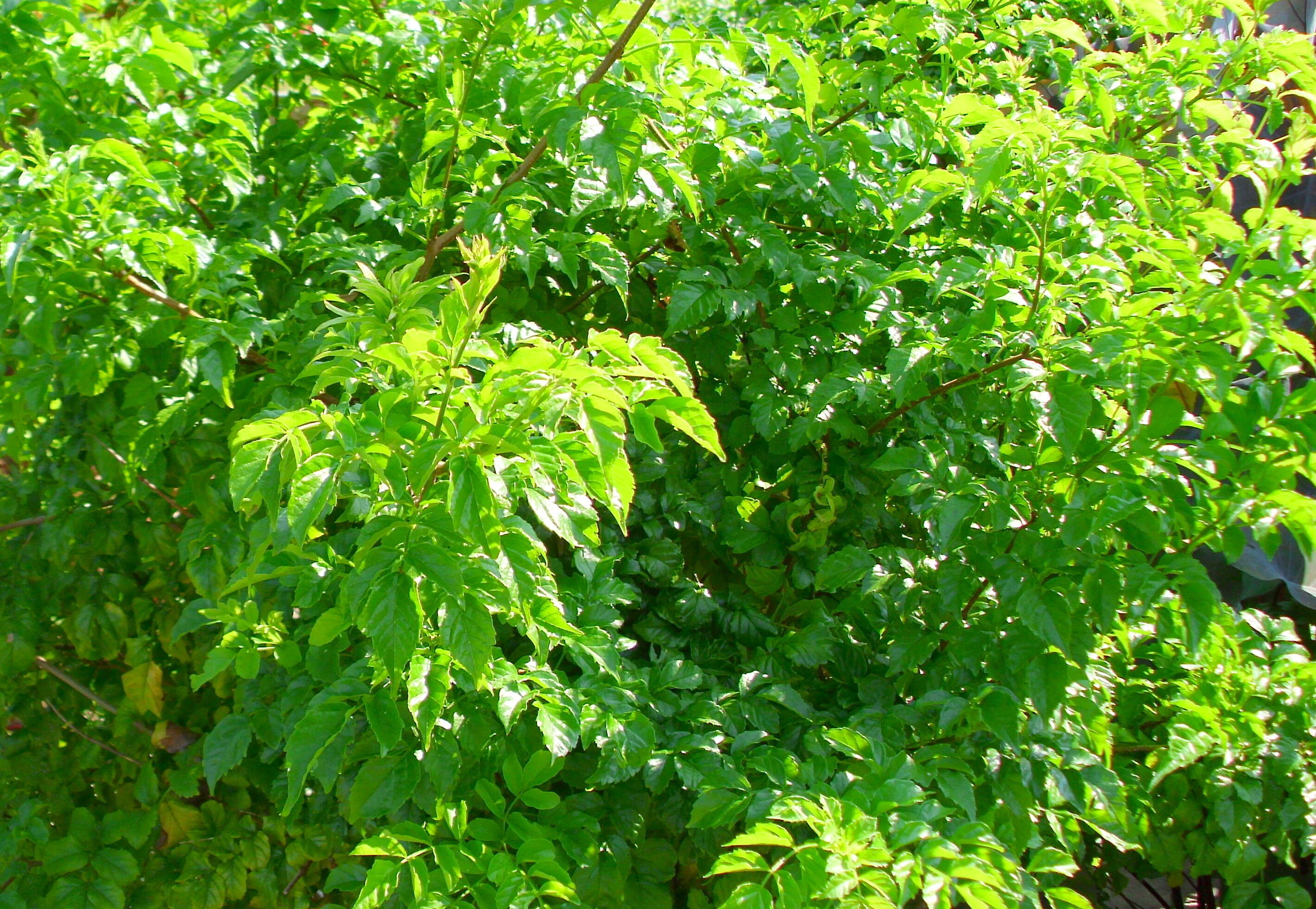 Image of trumpet creeper