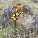 Image of Diuris semilunulata Messmer