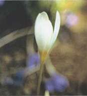 Image of Crocus ochroleucus Boiss. & Gaill.