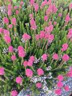 Image of Erica spiculifolia Salisb.