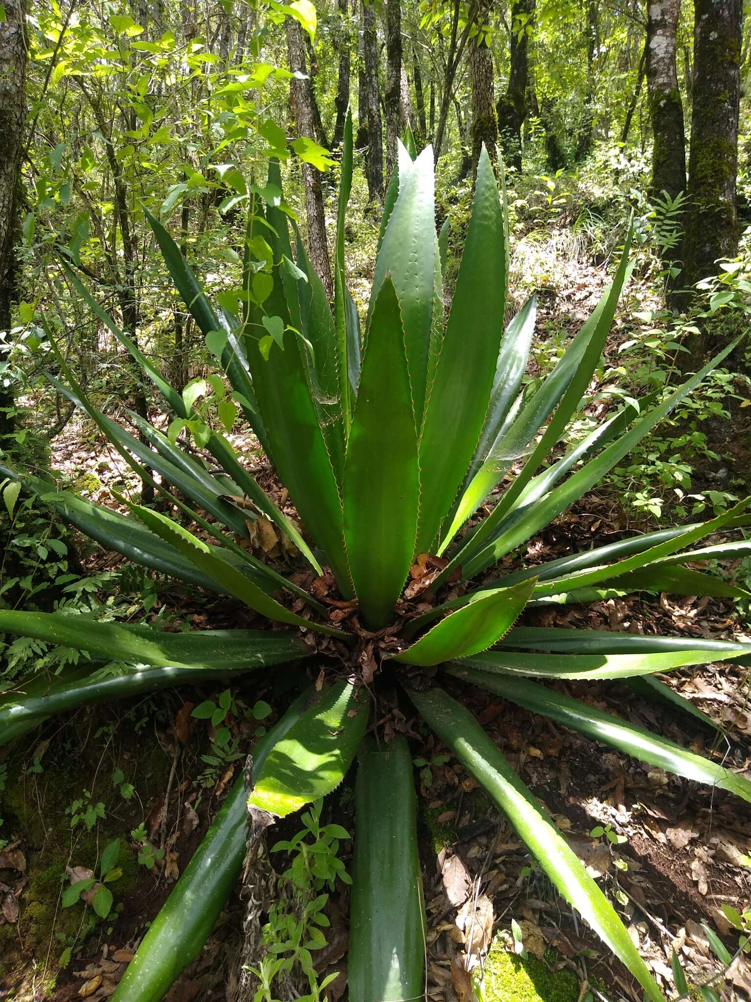 Furcraea guatemalensis Trel.的圖片