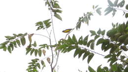 Image of Yellow-throated Euphonia