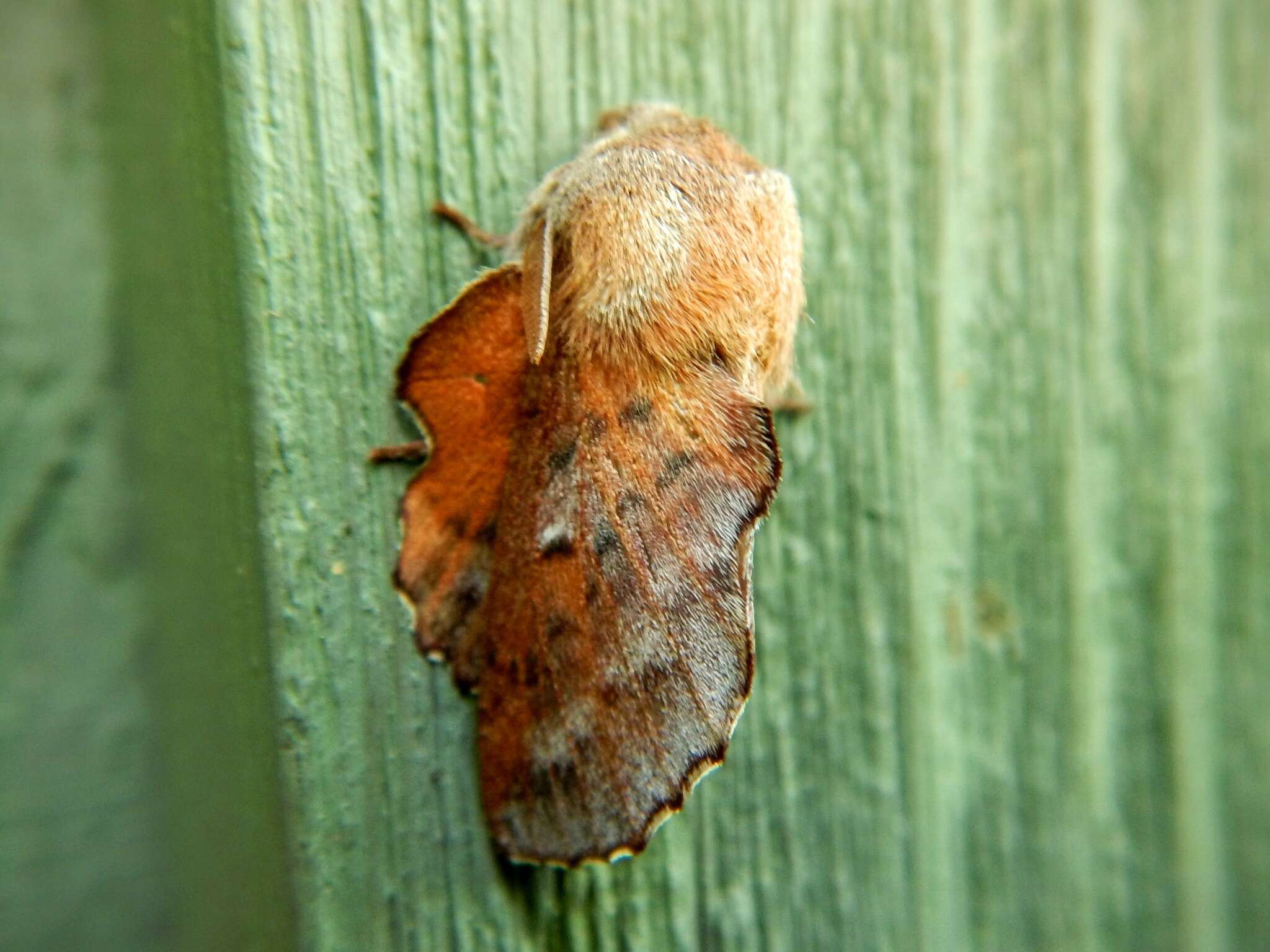 Image of American Lappet Moth