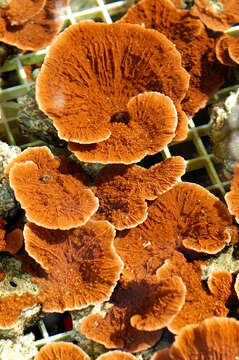 Image of montipora corals