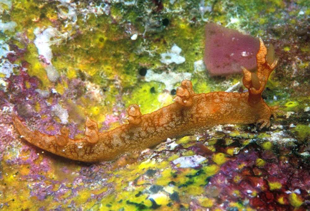 Image of Bornella johnsonorum Pola, Rudman & Gosliner 2009