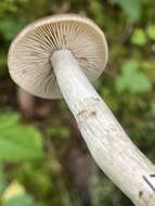 Image of Entoloma griseum Peck 1904