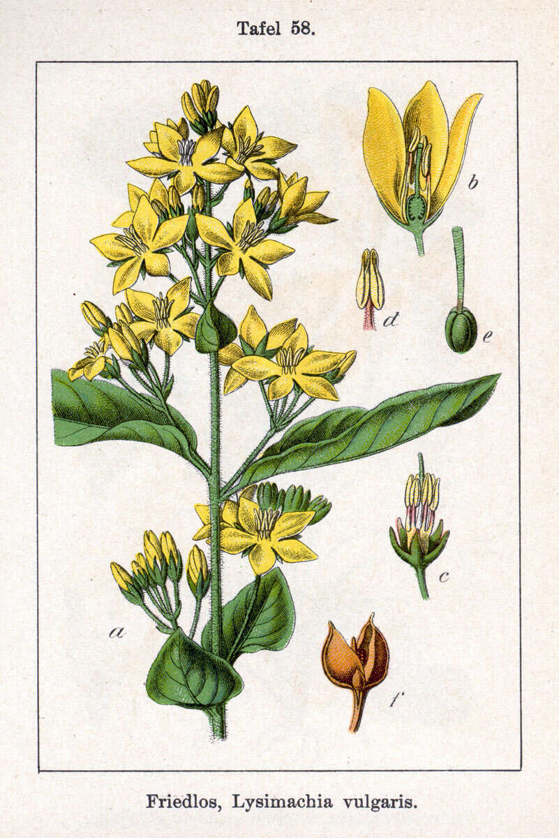 Image of Yellow Loosestrife