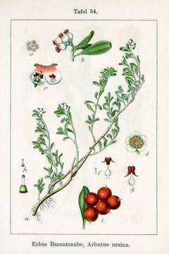 Image of bearberry