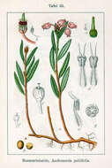 Image of bog rosemary