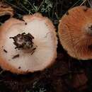 صورة Lactarius tesquorum Malençon 1979