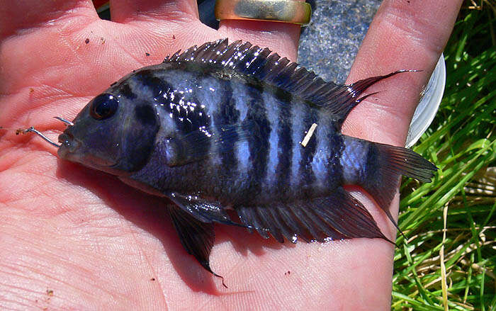 Image of Amatitlán Cichlids