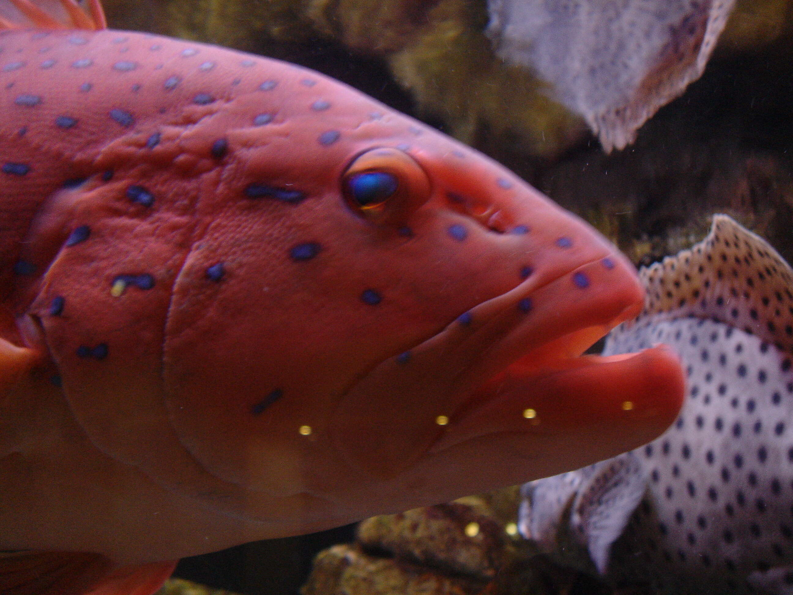 Cephalopholis miniata (Forsskål 1775) resmi