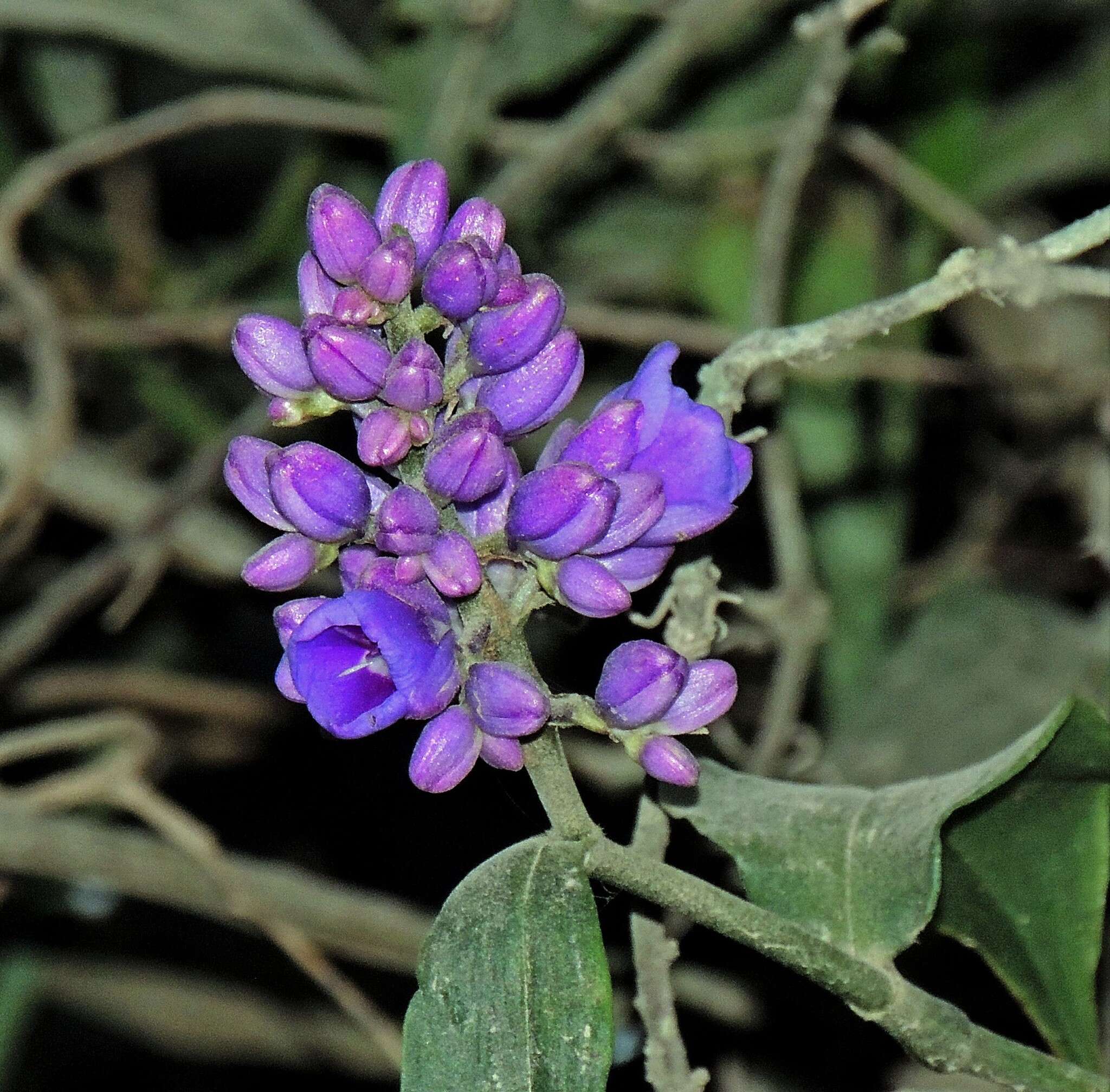 Image of Dichorisandra hexandra (Aubl.) C. B. Clarke