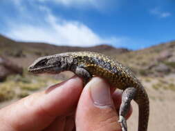 Image of Liolaemus smaug Abdala, Quinteros, Scrocchi & Stazzonelli 2010