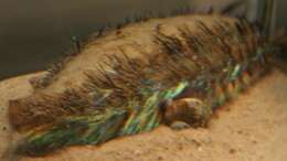 Image of Sea mouse