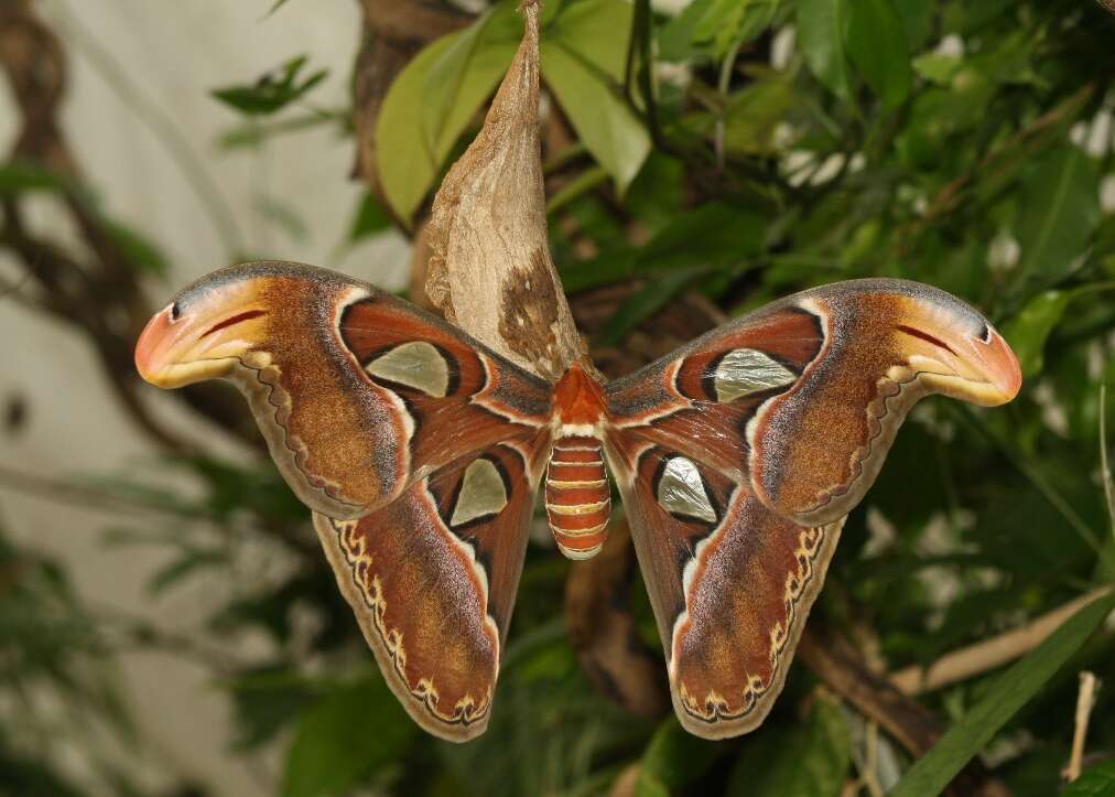 Image of atlas moth