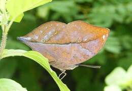 Image of Sahyadri blue oakleaf