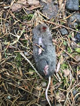 Image of Smoky Shrew