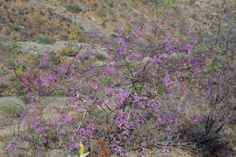 Bougainvillea peruviana Humb. & Bonpl. resmi