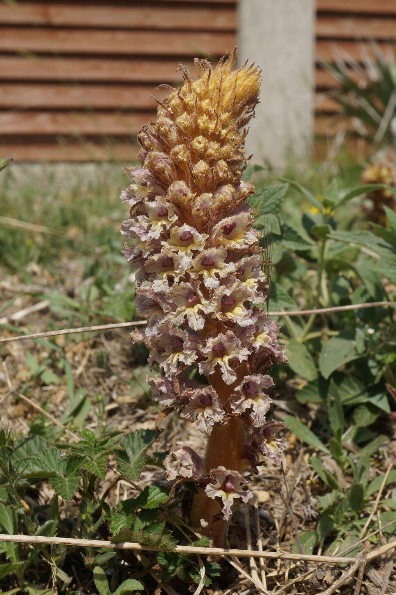 Image de Orobanche crenata Forsskál