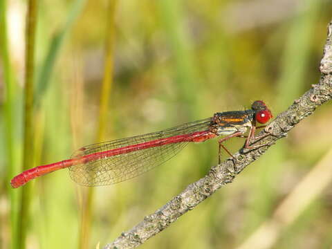 Image of small red damselfly