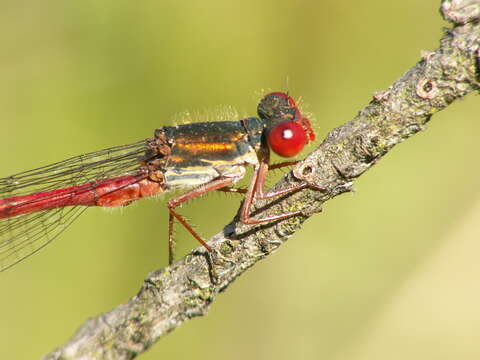 Image of small red damselfly